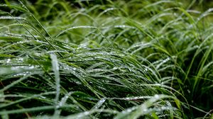Preview wallpaper grass, macro, drops, green