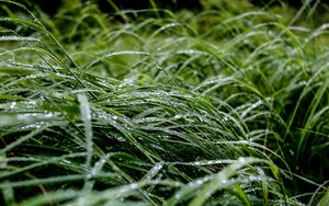 Preview wallpaper grass, macro, drops, green