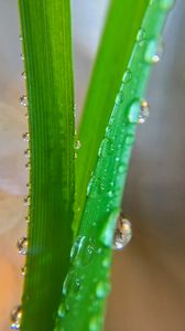 Preview wallpaper grass, macro, drops, wet