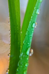 Preview wallpaper grass, macro, drops, wet