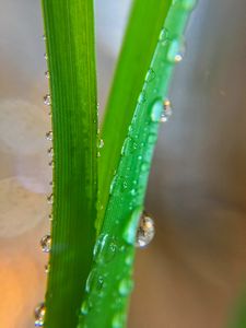 Preview wallpaper grass, macro, drops, wet