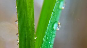 Preview wallpaper grass, macro, drops, wet