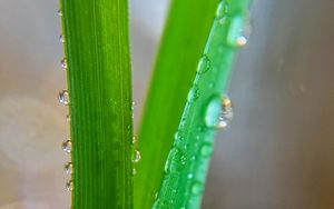 Preview wallpaper grass, macro, drops, wet