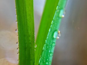 Preview wallpaper grass, macro, drops, wet