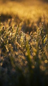Preview wallpaper grass, macro, drops, dew, wet