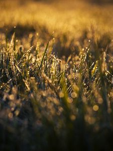 Preview wallpaper grass, macro, drops, dew, wet