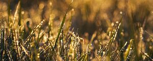 Preview wallpaper grass, macro, drops, dew, wet