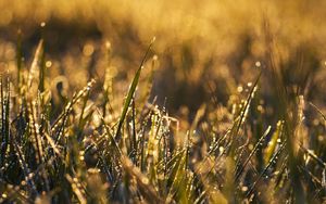 Preview wallpaper grass, macro, drops, dew, wet