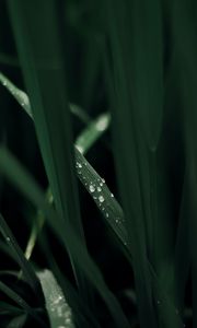 Preview wallpaper grass, macro, drops, dew, green