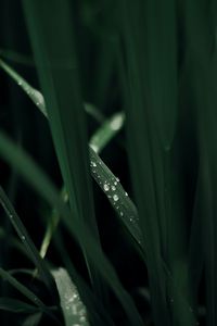 Preview wallpaper grass, macro, drops, dew, green