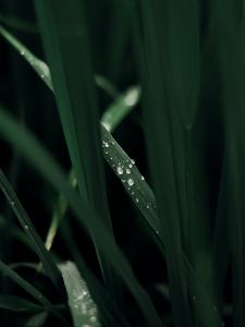 Preview wallpaper grass, macro, drops, dew, green