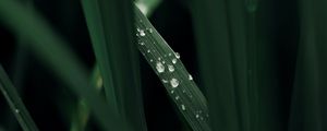 Preview wallpaper grass, macro, drops, dew, green