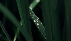 Preview wallpaper grass, macro, drops, dew, green