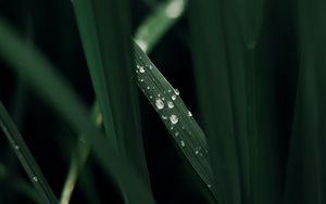 Preview wallpaper grass, macro, drops, dew, green