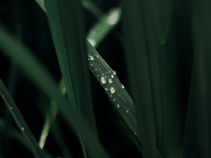 Preview wallpaper grass, macro, drops, dew, green