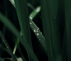 Preview wallpaper grass, macro, drops, dew, green