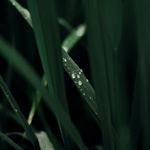 Preview wallpaper grass, macro, drops, dew, green