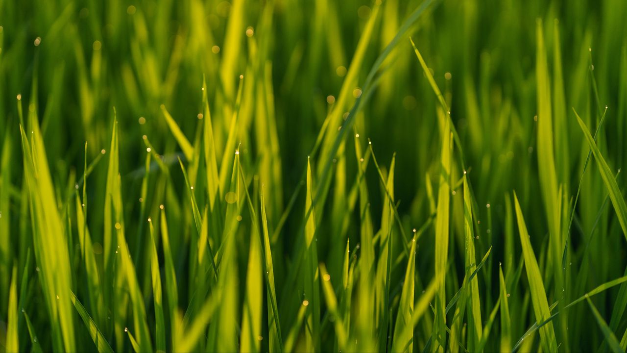Wallpaper grass, macro, drops, plant