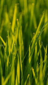 Preview wallpaper grass, macro, drops, plant