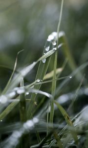 Preview wallpaper grass, macro, drops, rain