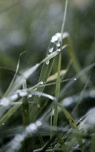 Preview wallpaper grass, macro, drops, rain