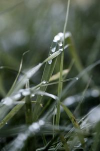 Preview wallpaper grass, macro, drops, rain