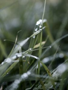Preview wallpaper grass, macro, drops, rain