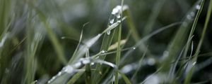 Preview wallpaper grass, macro, drops, rain