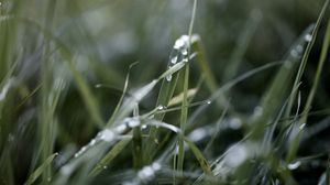 Preview wallpaper grass, macro, drops, rain