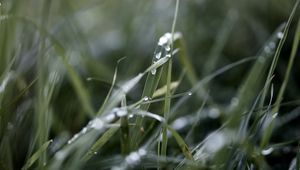 Preview wallpaper grass, macro, drops, rain