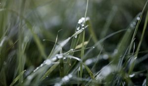 Preview wallpaper grass, macro, drops, rain