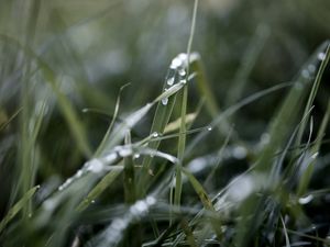 Preview wallpaper grass, macro, drops, rain