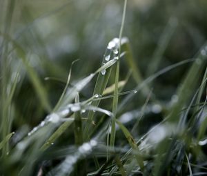 Preview wallpaper grass, macro, drops, rain