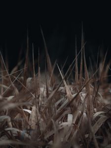 Preview wallpaper grass, macro, dry, brown