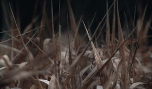 Preview wallpaper grass, macro, dry, brown