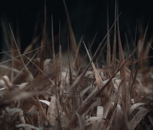 Preview wallpaper grass, macro, dry, brown