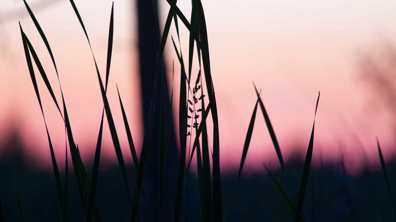 Wallpaper grass, macro, dusk, dark