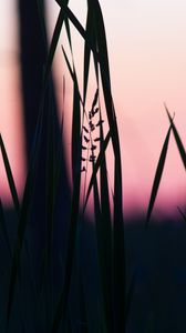 Preview wallpaper grass, macro, dusk, dark