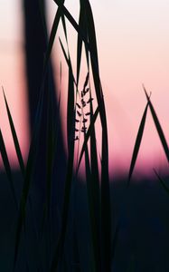 Preview wallpaper grass, macro, dusk, dark