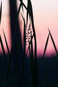 Preview wallpaper grass, macro, dusk, dark