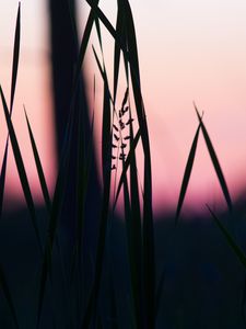 Preview wallpaper grass, macro, dusk, dark