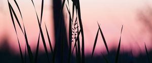 Preview wallpaper grass, macro, dusk, dark