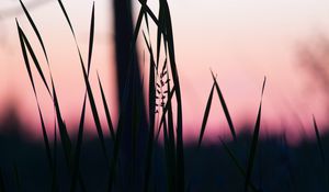 Preview wallpaper grass, macro, dusk, dark