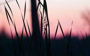 Preview wallpaper grass, macro, dusk, dark