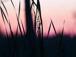 Preview wallpaper grass, macro, dusk, dark