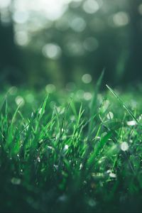 Preview wallpaper grass, macro, glare, bokeh, green