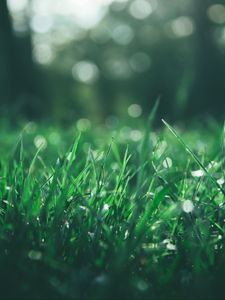 Preview wallpaper grass, macro, glare, bokeh, green