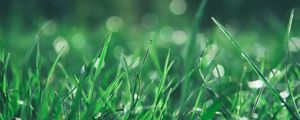 Preview wallpaper grass, macro, glare, bokeh, green