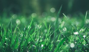 Preview wallpaper grass, macro, glare, bokeh, green