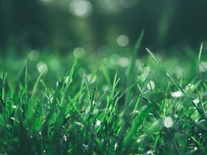 Preview wallpaper grass, macro, glare, bokeh, green